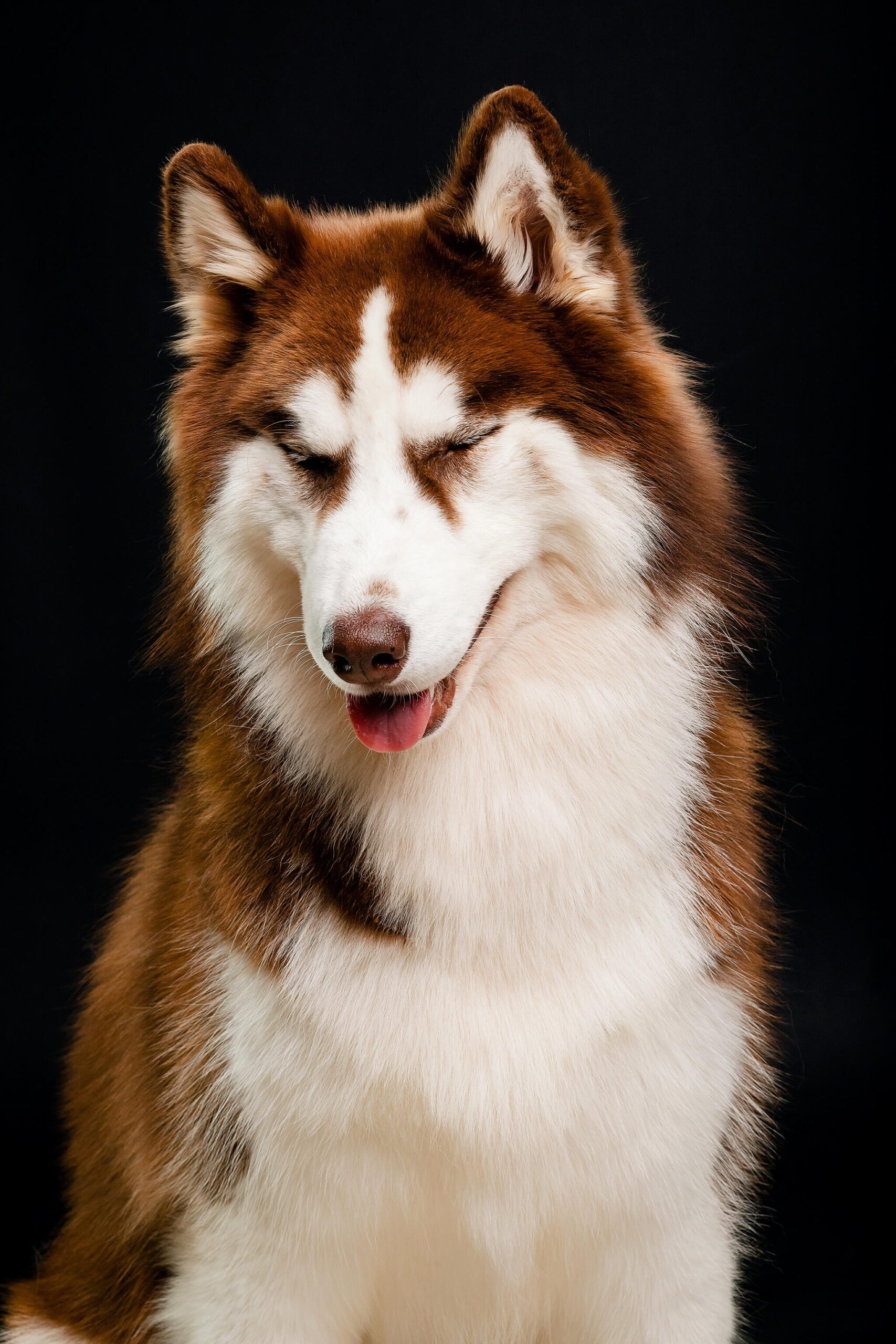 ensaio-pet-em-estudio-sao-jose-dos-campos-maggie-e-bento-3